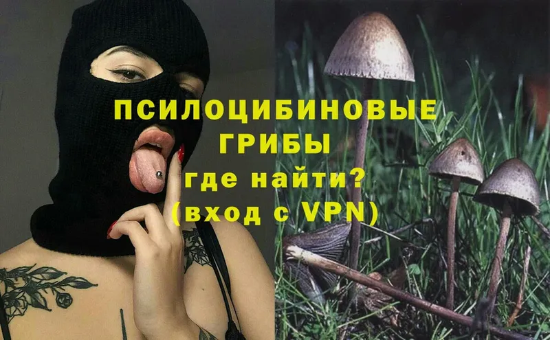 как найти   даркнет наркотические препараты  Псилоцибиновые грибы MAGIC MUSHROOMS  Жуков 